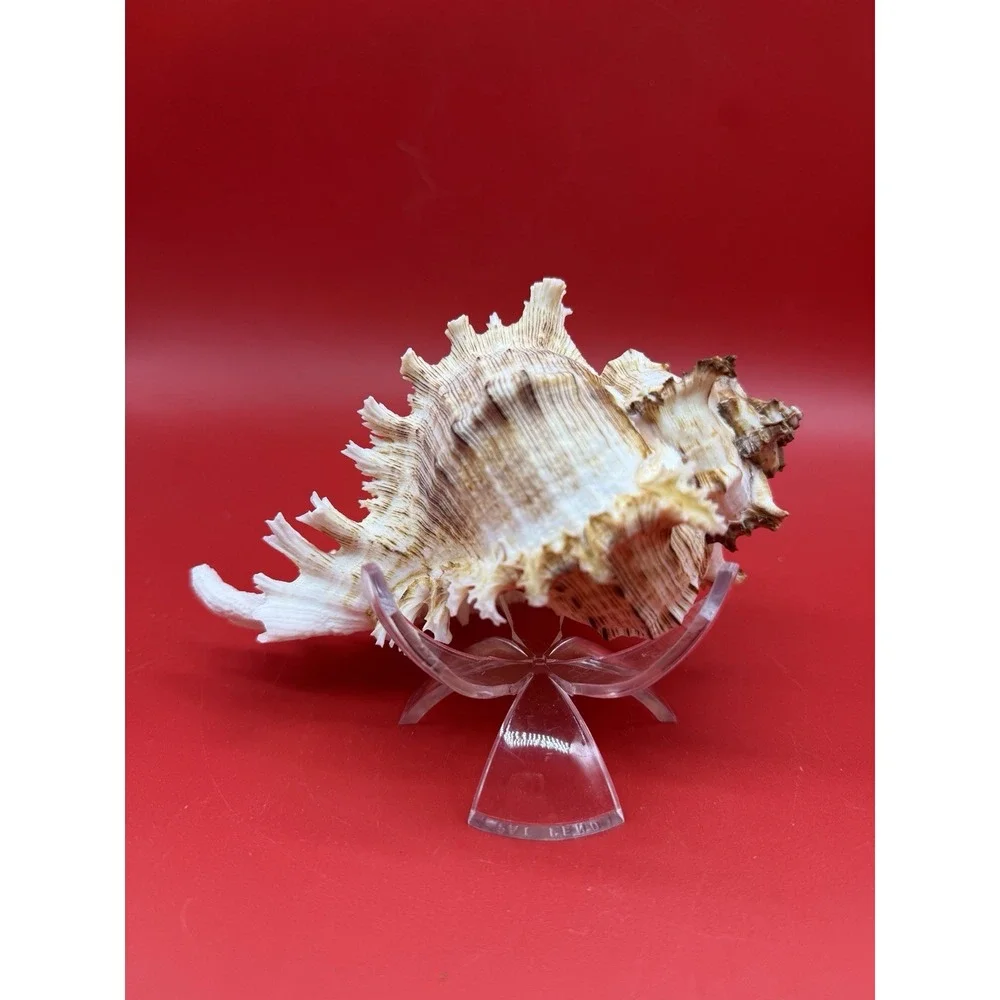 Chicoreus ramosus Ramose Murex (or branched Murex) Sea Snail Shell 6.5